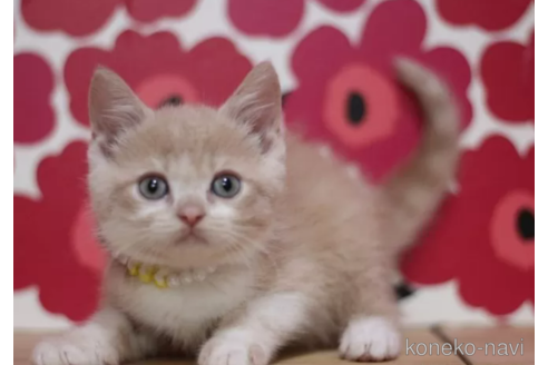 成約済の東京都のマンチカン-101531の3枚目